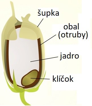 Nákres ryže.