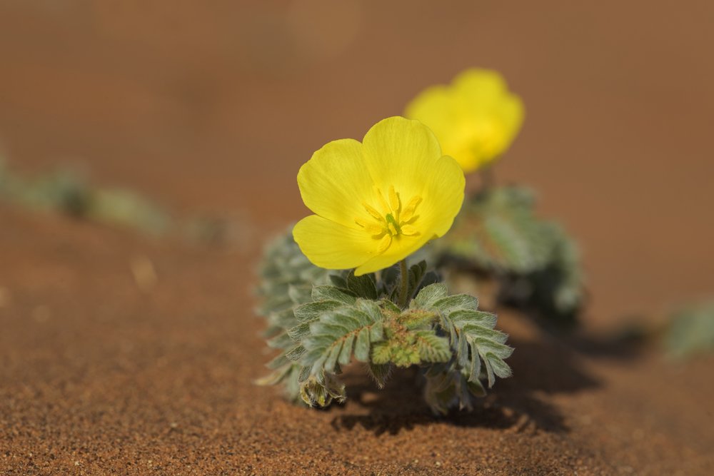 Tribulus terrestris.